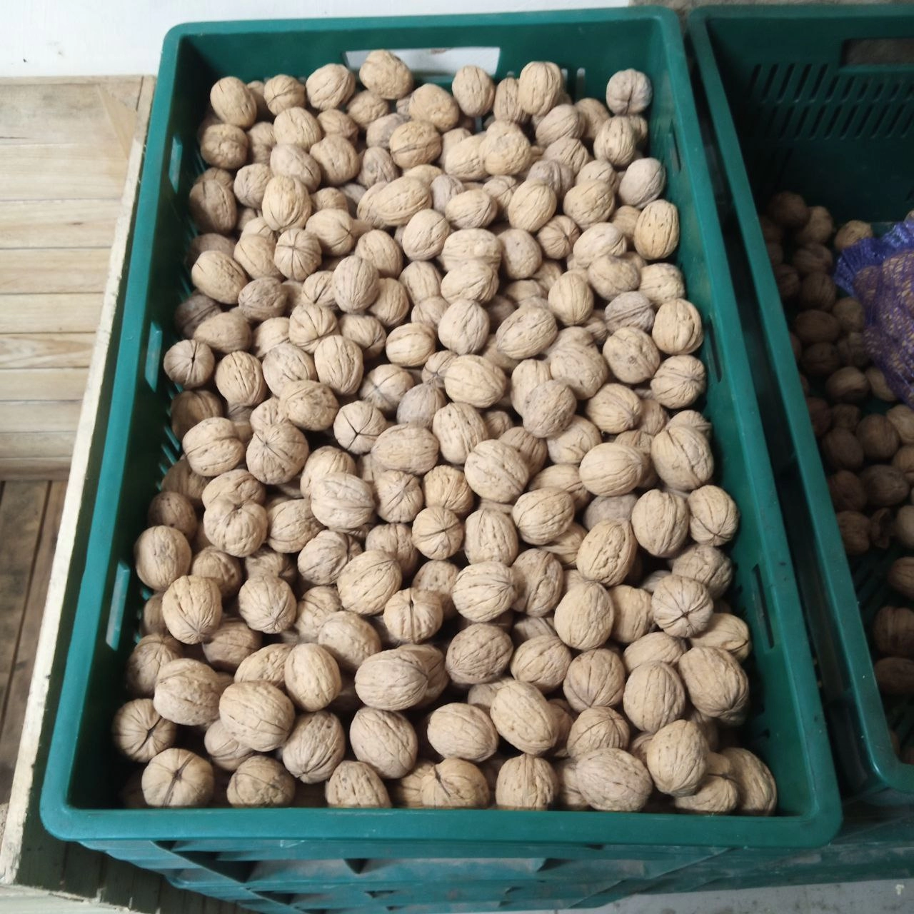 Walnut