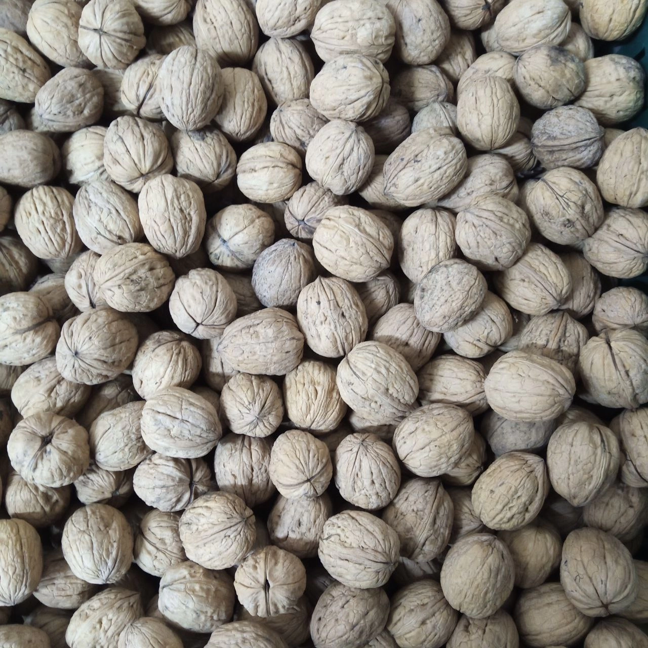 Walnut